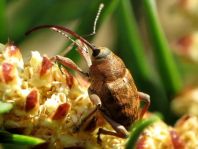 Curculio glandium, Eichelbohrer