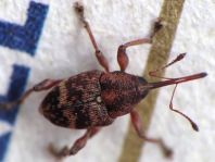 Curculio betulae