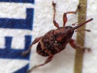 Curculio betulae
