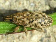 Cyphocleonus dealbatus