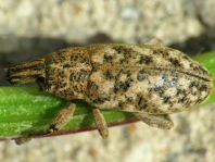 Cyphocleonus dealbatus