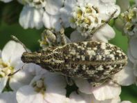 Cyphocleonus dealbatus