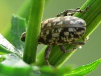 Cyphocleonus dealbatus