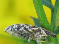 Cyphocleonus dealbatus
