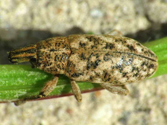 Cyphocleonus dealbatus