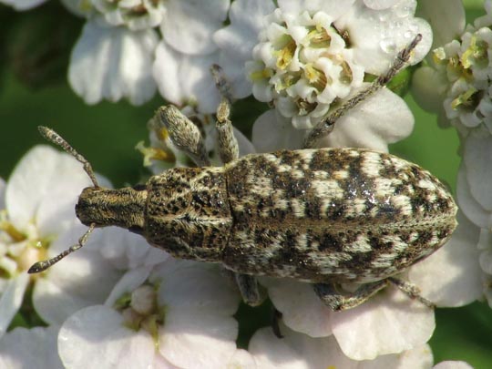 Cyphocleonus dealbatus