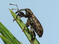 Dorytomus dejeani