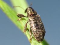 Dorytomus dejeani