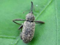 Dorytomus longimanus, Langarmiger Spießrüssler