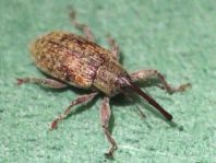 Dorytomus longimanus, Langarmiger Spießrüssler