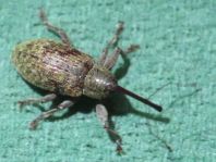 Dorytomus longimanus, Langarmiger Spießrüssler