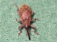 Dorytomus longimanus, Langarmiger Spießrüssler