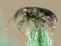 Dorytomus ictor