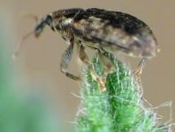 Dorytomus ictor