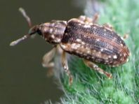 Dorytomus ictor