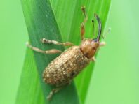 Dorytomus sp.
