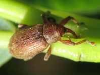 Dorytomus rufatus