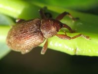 Dorytomus rufatus