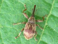 Furcipus rectirostris