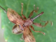 Furcipus rectirostris