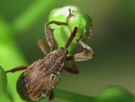 Furcipus rectirostris