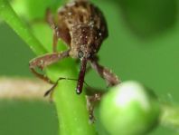 Furcipus rectirostris