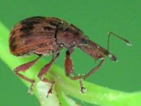 Furcipus rectirostris