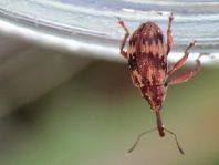 Furcipus rectirostris