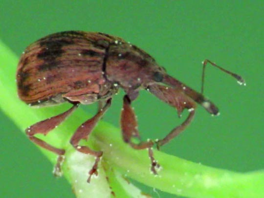 Furcipus rectirostris