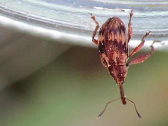 Furcipus rectirostris