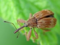 Furcipus rectirostris