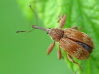 Furcipus rectirostris