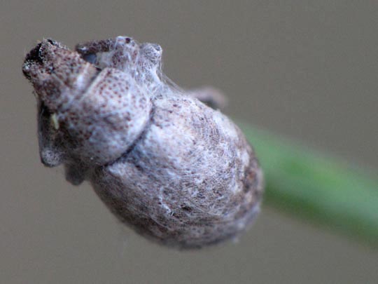 Rüsselkäfer, Curculionidae