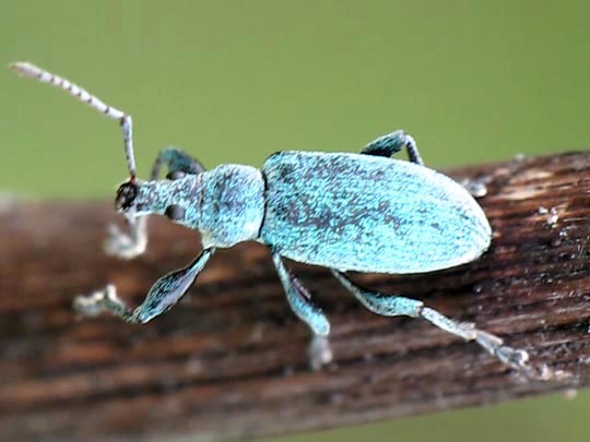 Rüsselkäfer, Curculionidae