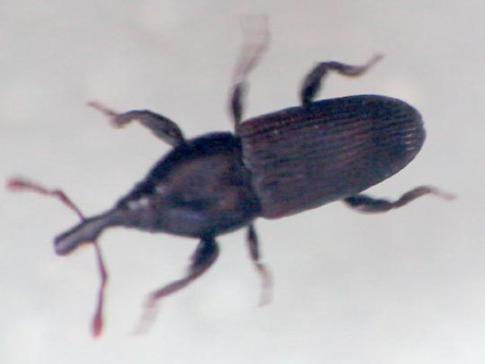 Rüsselkäfer, Curculionidae
