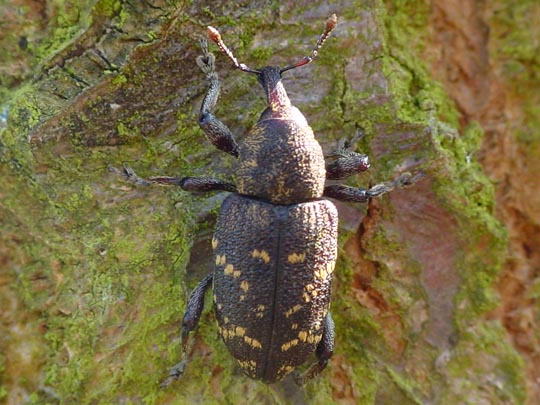 Hylobius abietis, Fichtenrüsselkäfer