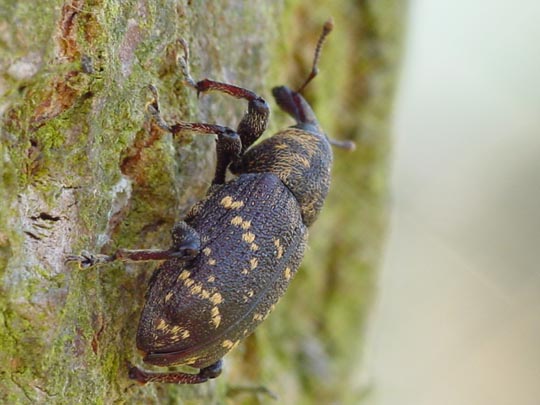 Hylobius abietis, Fichtenrüsselkäfer