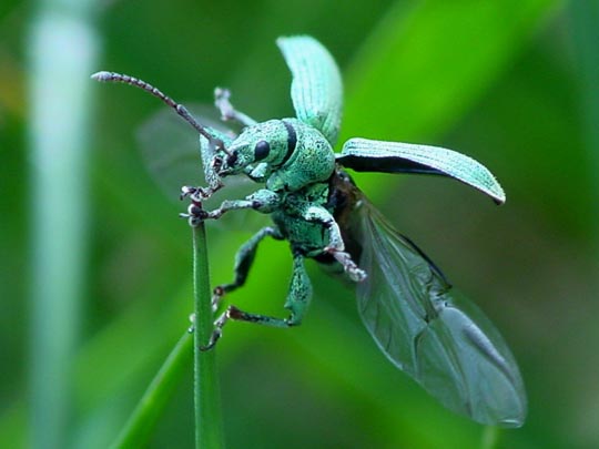 Phyllobius cf. maculicornis