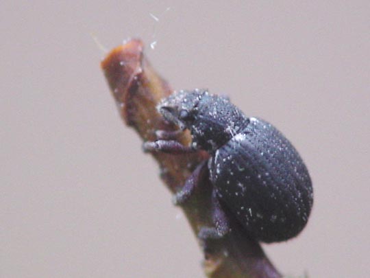 Strophosoma sp.