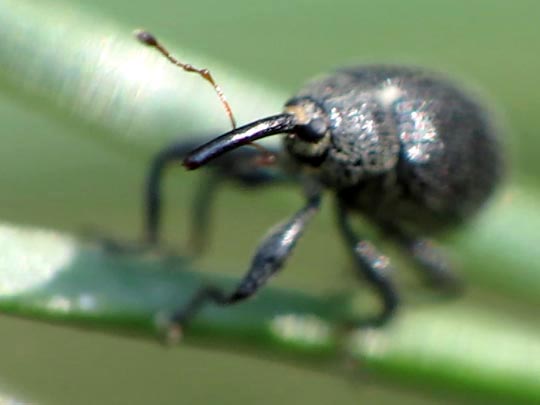 Rüsselkäfer, Curculionidae