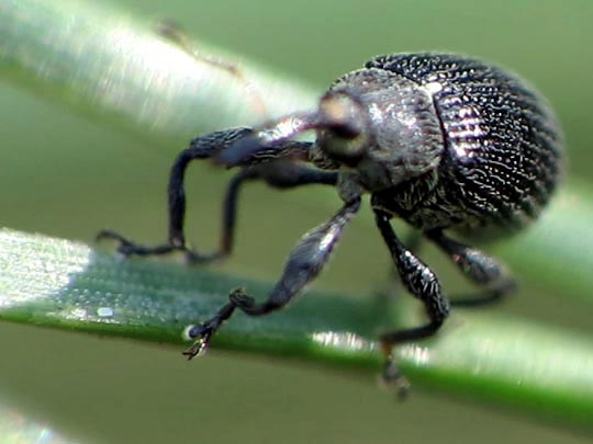Rüsselkäfer, Curculionidae