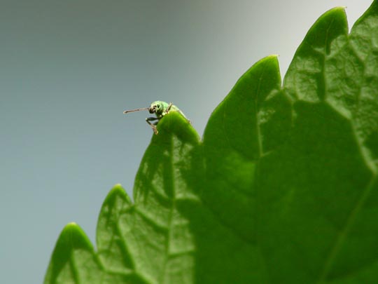 Phyllobius cf. maculicornis