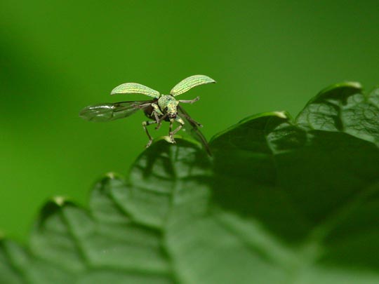 Phyllobius cf. maculicornis