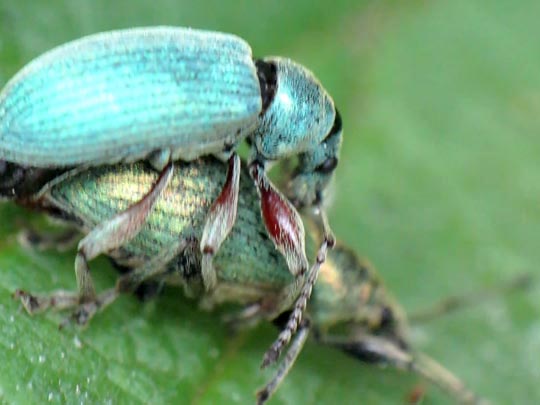 Rüsselkäfer, Curculionidae