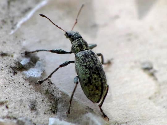 Rüsselkäfer, Curculionidae