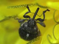 Glocianus punctiger