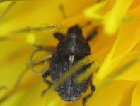 Glocianus punctiger