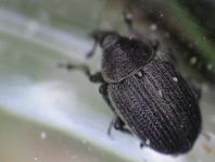 Gymnetron cf. antirrhini