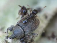 Gymnetron asellus