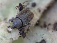 Gymnetron asellus